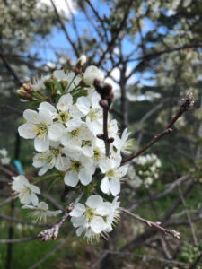 Apple blossoms in the orchard