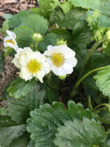 Strawberry blossoms in the orchard