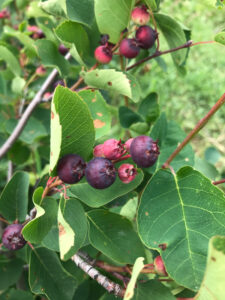 Saskatoons in the orchard