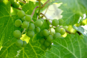 Grapes in the orchard