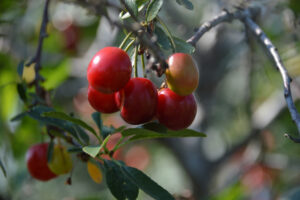 Sour cherries in the orchard