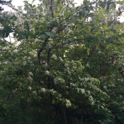 Cherry Blossoms